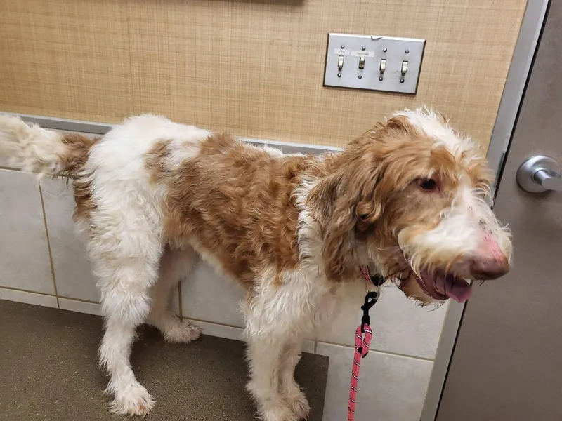 A young large-sized female White / Cream Labradoodle dog named Maggie for adoption in Salisbury, NC