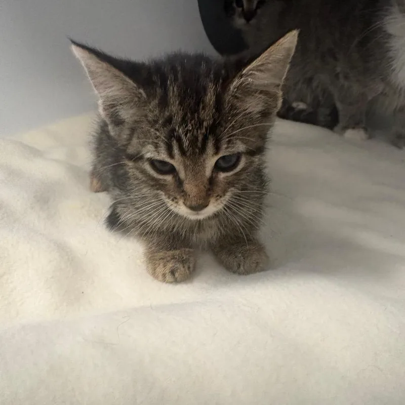 A baby small-sized female Brown / Chocolate Domestic Short Hair cat named Scrump for adoption in Lake Jackson, TX