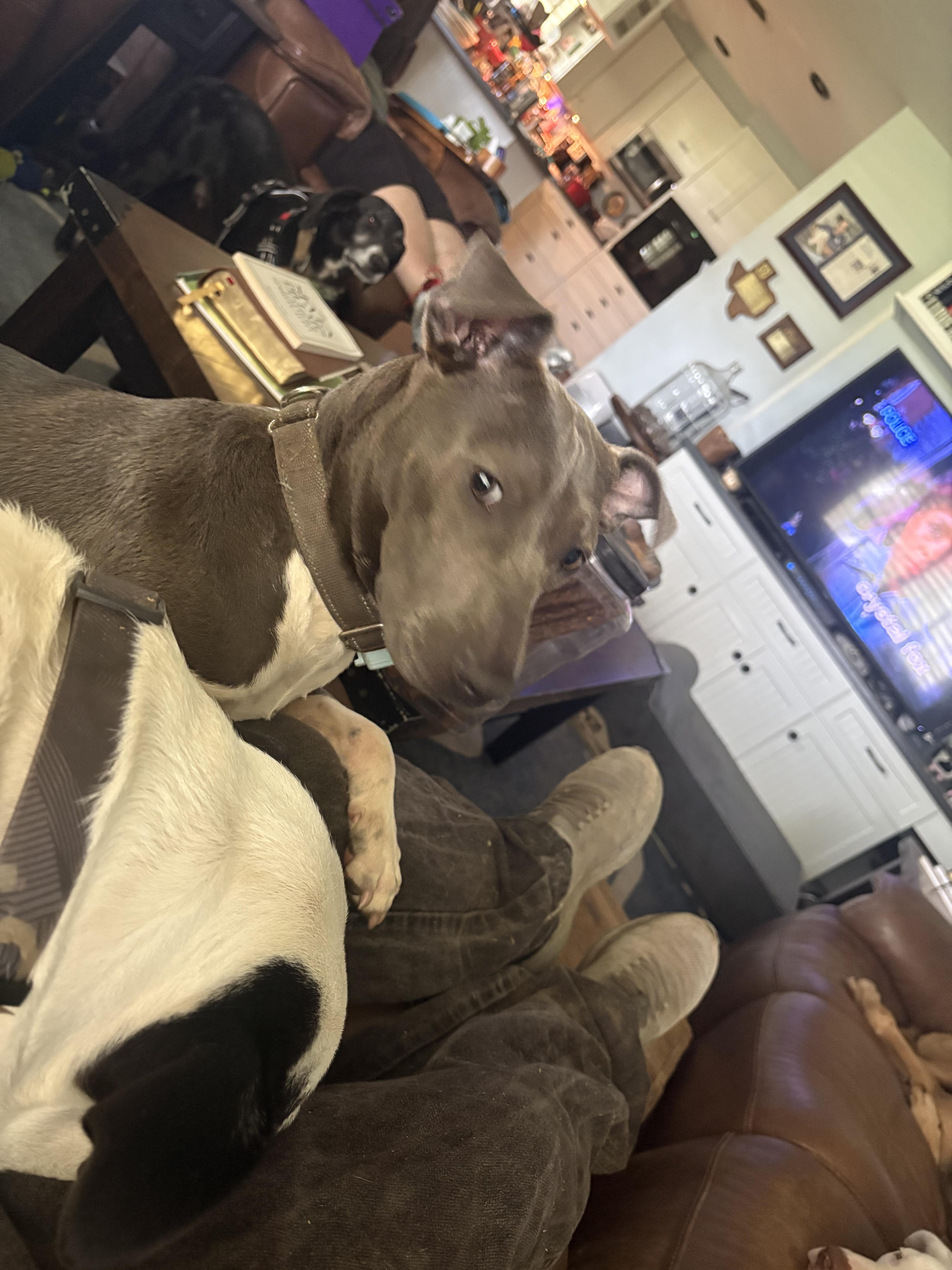 A young medium-sized female Gray / Blue / Silver Mixed Breed dog named Maya for adoption in Bastrop, TX