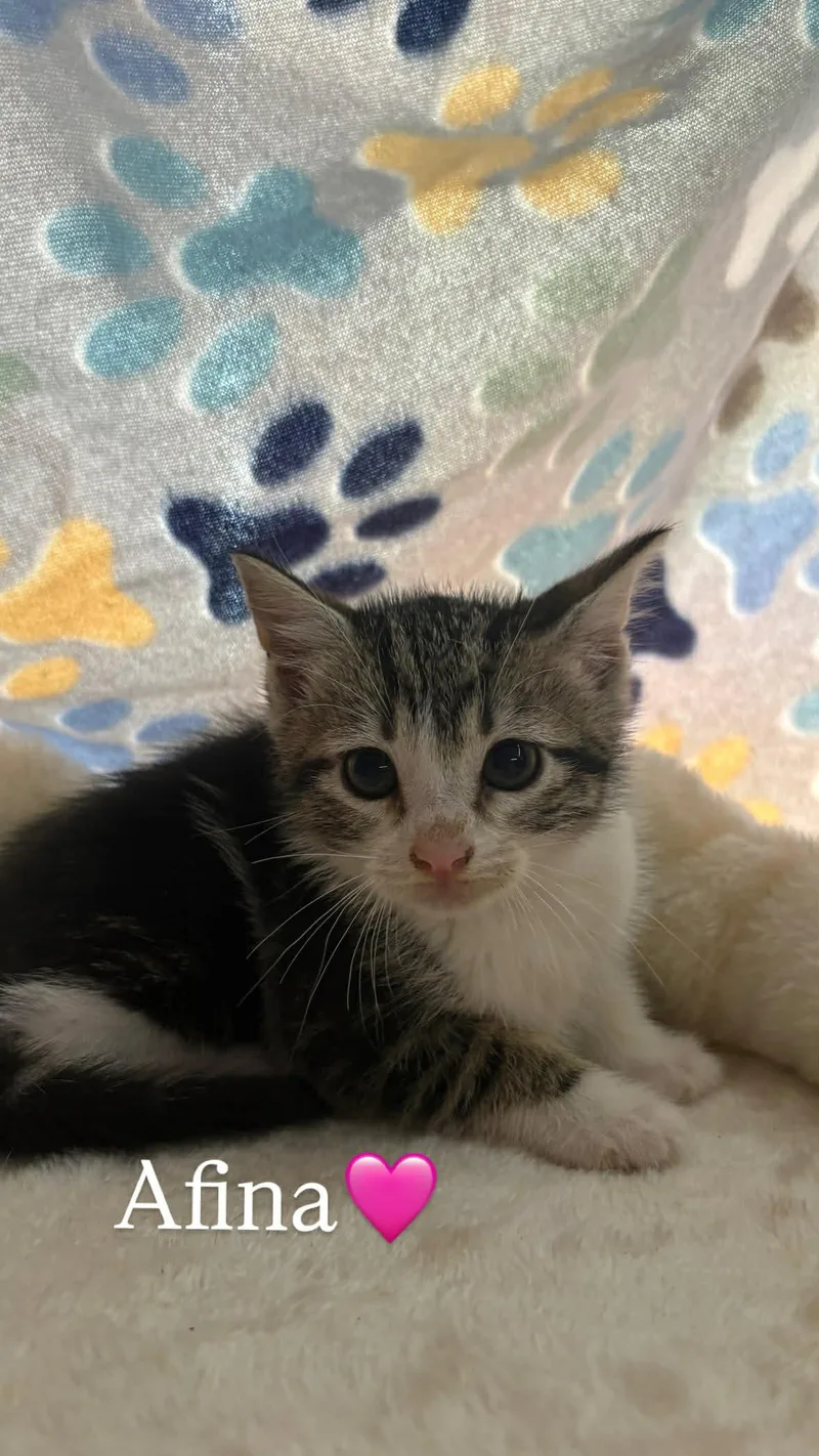 A baby medium-sized female Domestic Short Hair cat named Afina Grace for adoption in Saunderstown, RI