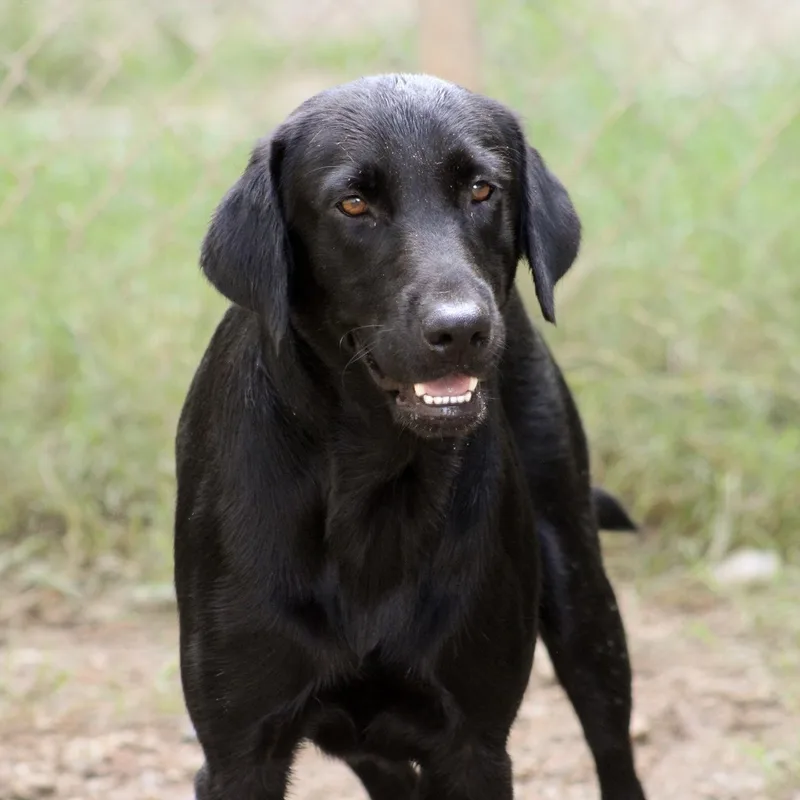 A young medium-sized male Black Labrador Retriever dog named Buckshot Bubba for adoption in Columbia, SC