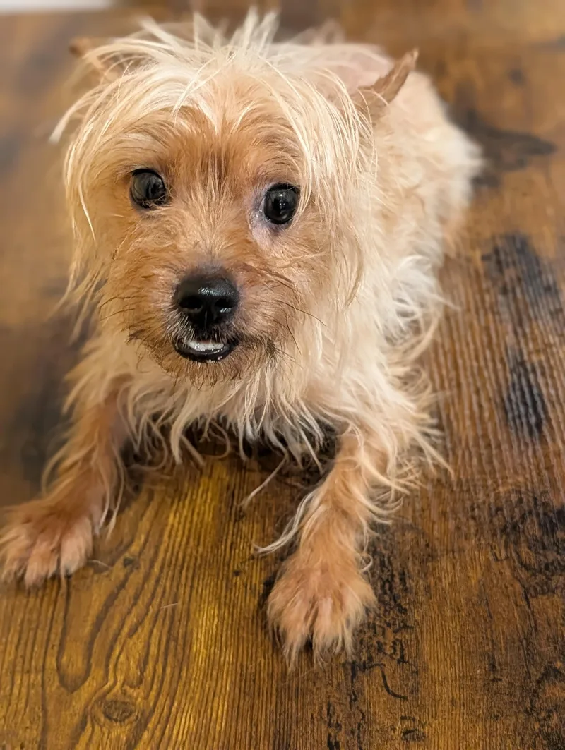 An adult small-sized male Apricot / Beige Yorkshire Terrier dog named Teenie for adoption in Baton Rouge, LA