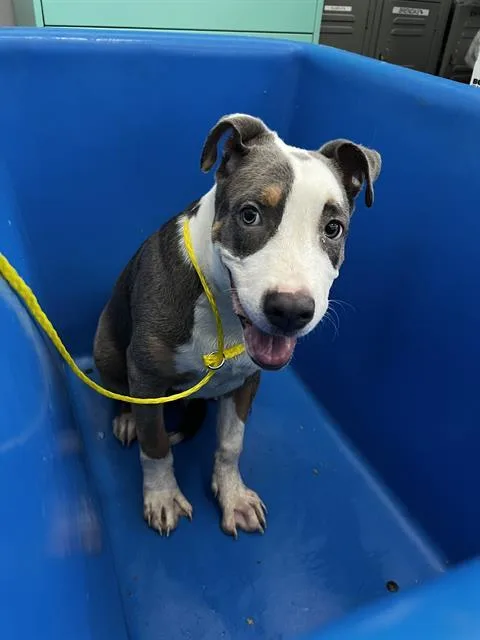 A baby large-sized male Mixed Breed dog named Miso for adoption in Dallas, TX