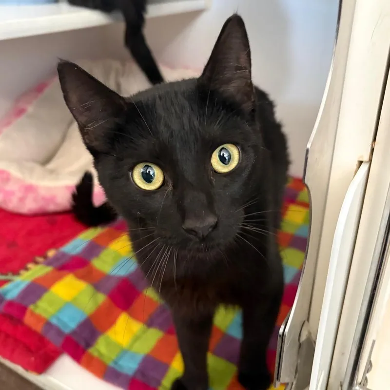 An adult medium-sized female Black Domestic Short Hair cat named Grasshopper for adoption in Grass Valley, CA
