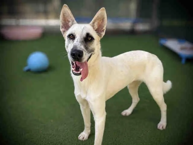 A young medium-sized female Shepherd dog named Zora for adoption in Bonita, CA