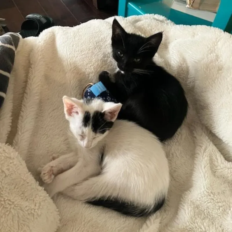 A baby small-sized male Black & White / Tuxedo Domestic Short Hair cat named Vasio for adoption in HUNTINGTON BEACH, CA