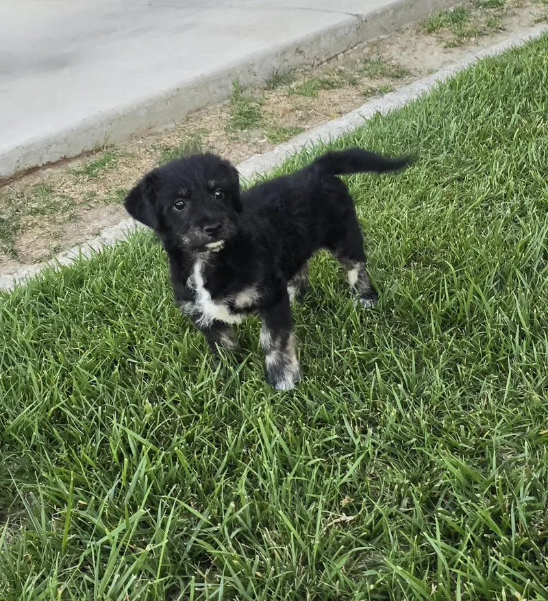 Teddy Bear thumbnail 2