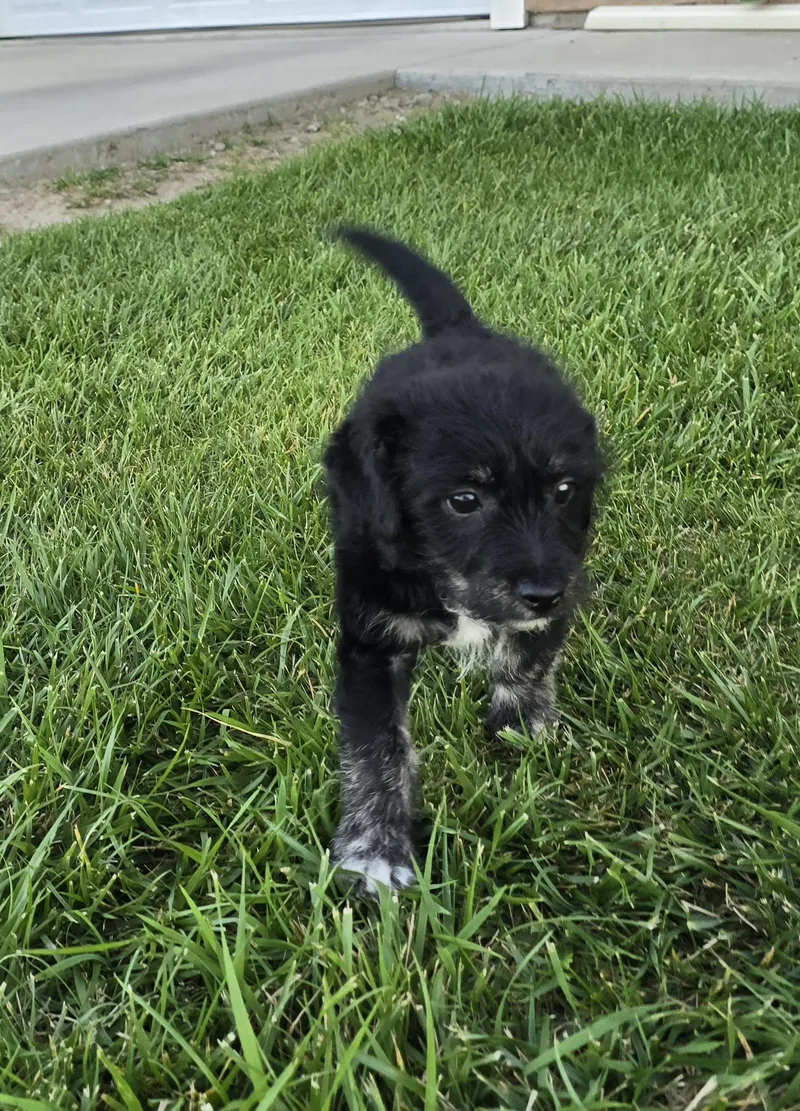 Teddy Bear thumbnail 3