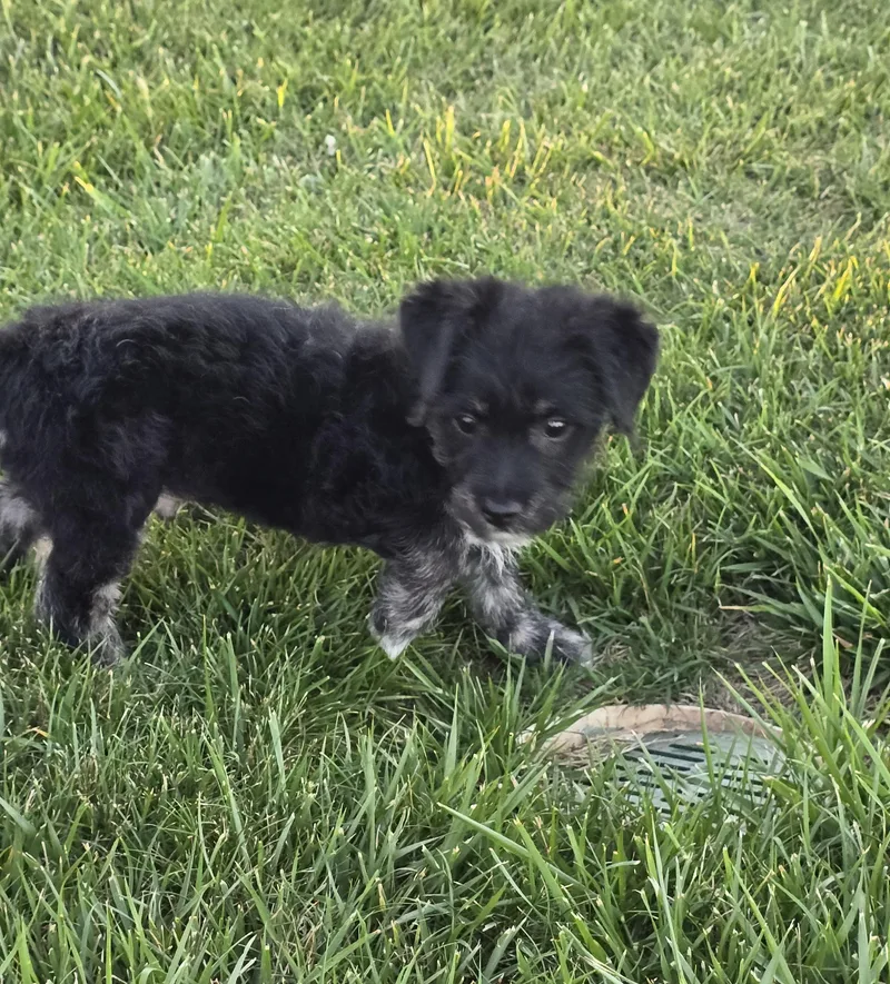 Teddy Bear thumbnail 4