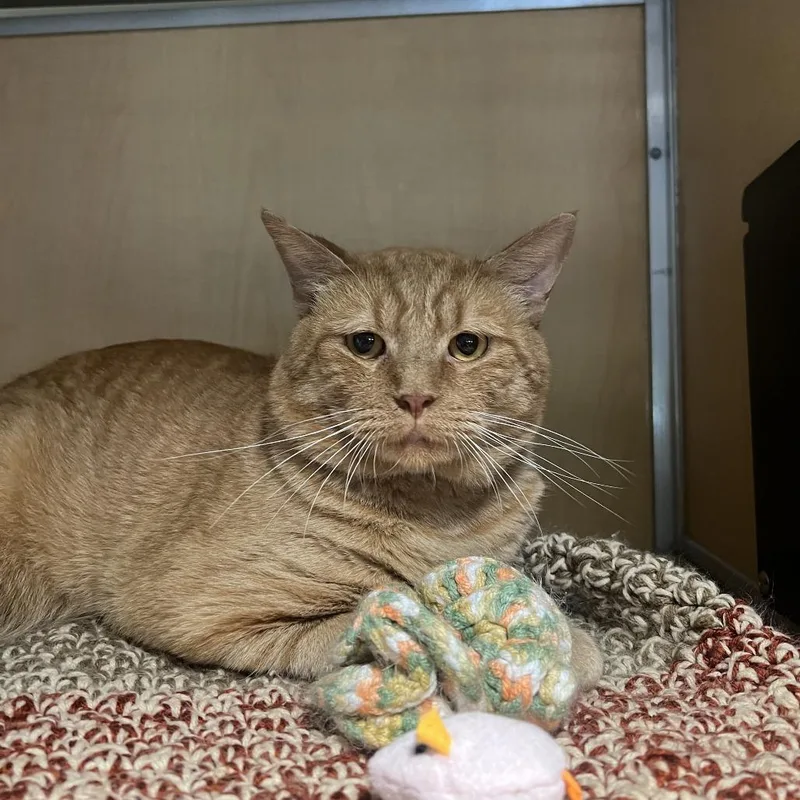 An adult large-sized male Orange / Red Domestic Short Hair cat named Pot Roast for adoption in Chesapeake, VA