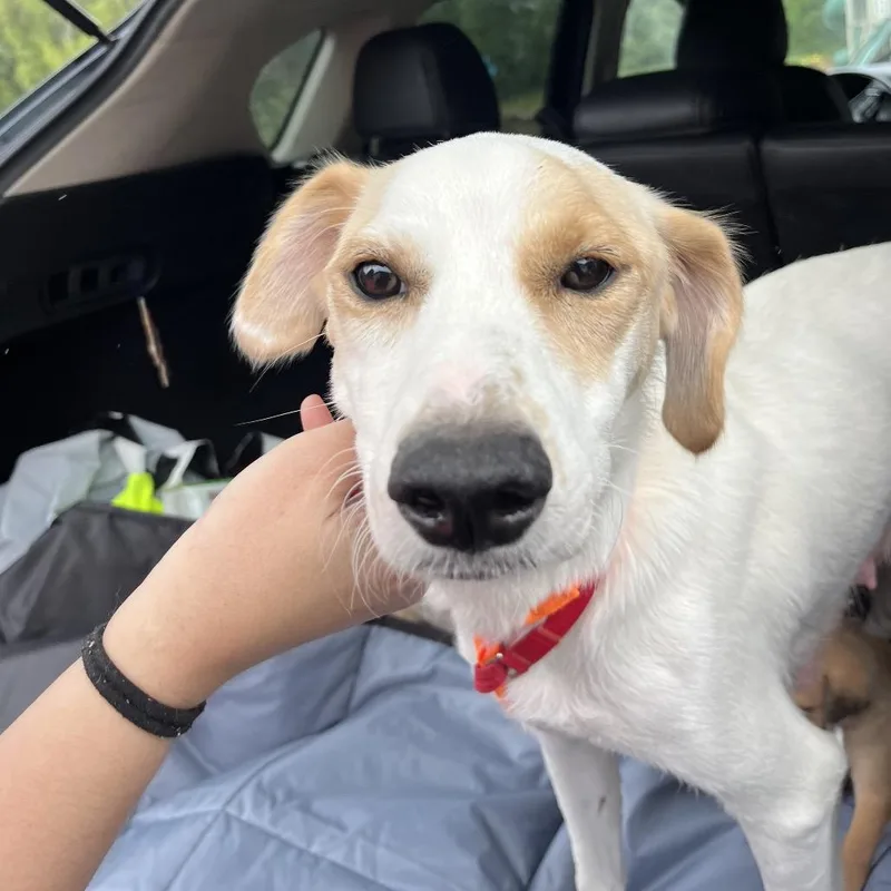 An adult medium-sized female White / Cream Mixed Breed dog named Alice for adoption in Rockville, MD