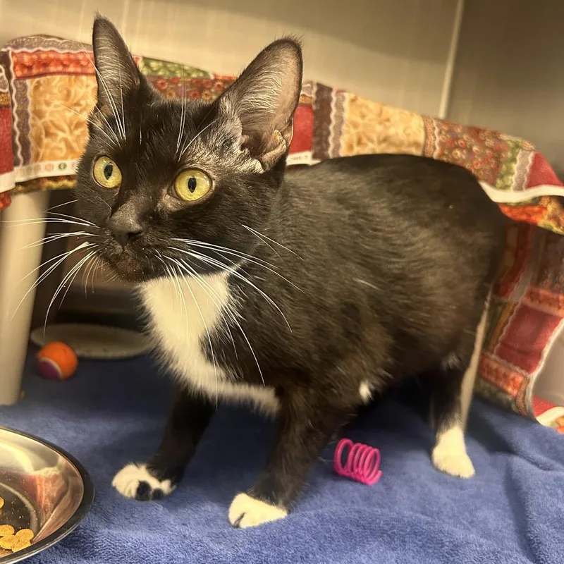 An adult medium-sized female Black Domestic Short Hair cat named Dr. Spaghetti for adoption in Fort Wayne, IN