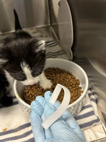 A baby small-sized female Domestic Medium Hair cat named Oceana for adoption in San Martin, CA