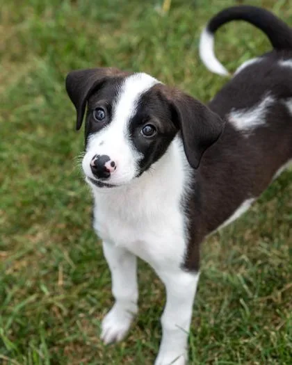 A baby medium-sized female Mixed Breed dog named Caboose for adoption in Pequot Lakes, MN