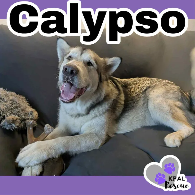 Calypso thumbnail 5