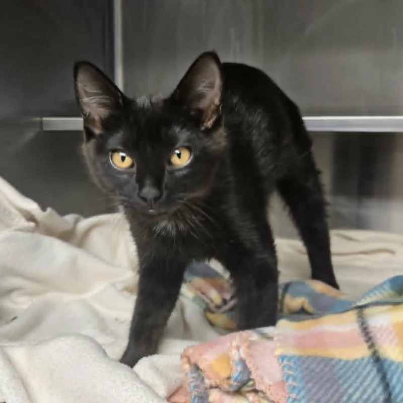 A baby medium-sized female Black Domestic Short Hair cat named Thea for adoption in Watertown, WI