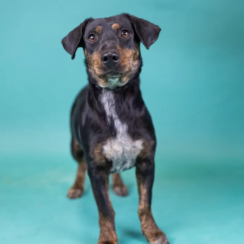 An adult medium-sized female Brown / Chocolate Mixed Breed dog named Coco for adoption in Portland, OR