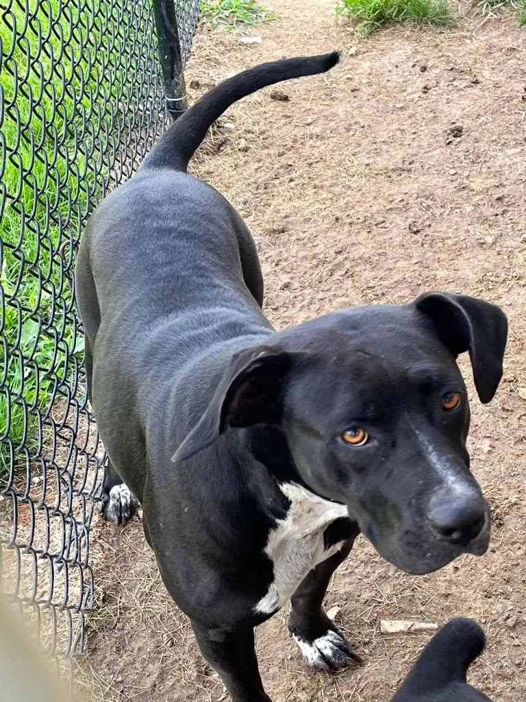 An adult medium-sized female Mixed Breed dog named Happy Mae for adoption in Greensburg, IN