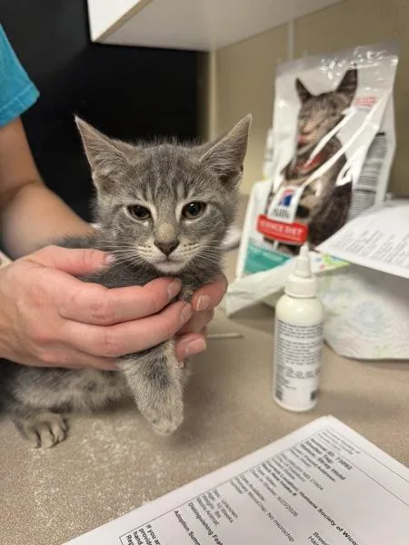 A baby small-sized male Domestic Short Hair cat named U.s.b for adoption in Salisbury, MD