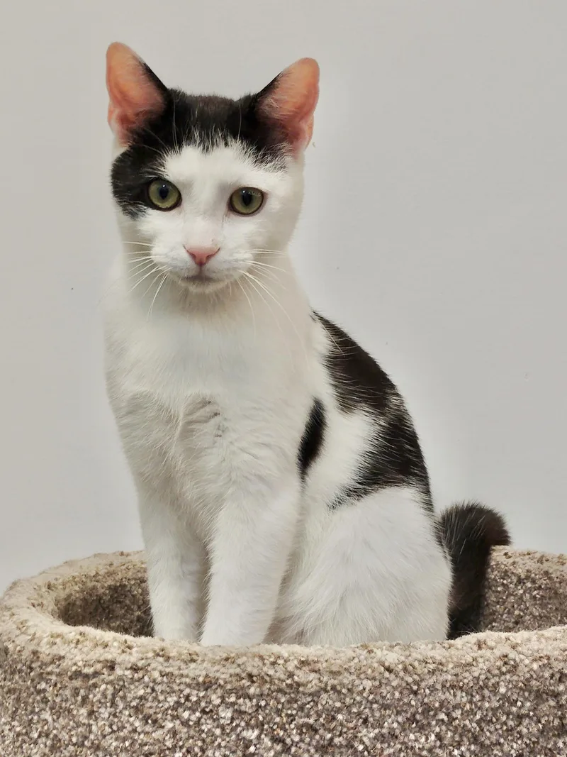 An adult medium-sized male Black & White / Tuxedo Domestic Short Hair cat named Christopher for adoption in Rock Hill, SC
