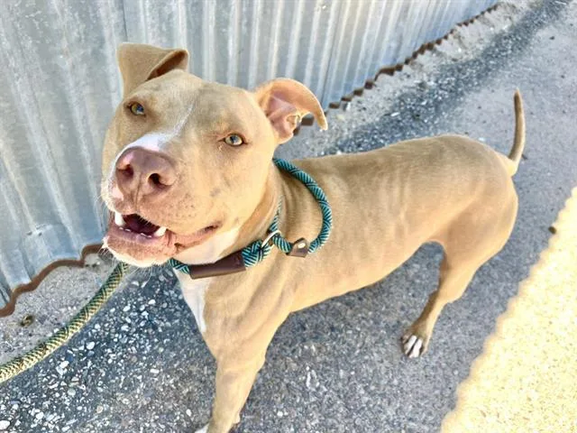 A young medium-sized male Pit Bull Terrier dog named Mikey for adoption in Albuquerque, NM