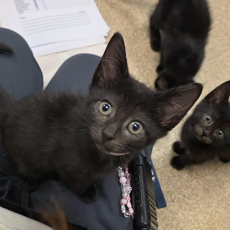 A baby small-sized female Black Domestic Short Hair cat named Jolene for adoption in Bristol, IN
