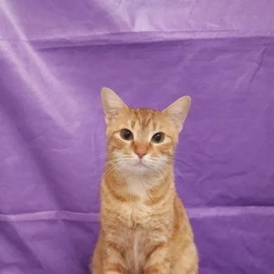 A young medium-sized female Orange / Red Domestic Short Hair cat named Felita for adoption in North Myrtle Beach, SC