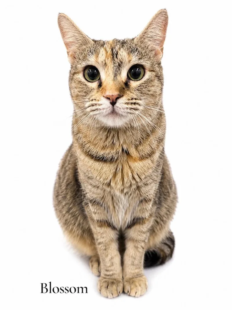 A young medium-sized female Dilute Tortoiseshell Domestic Short Hair cat named Blossom for adoption in Stevensville, MI