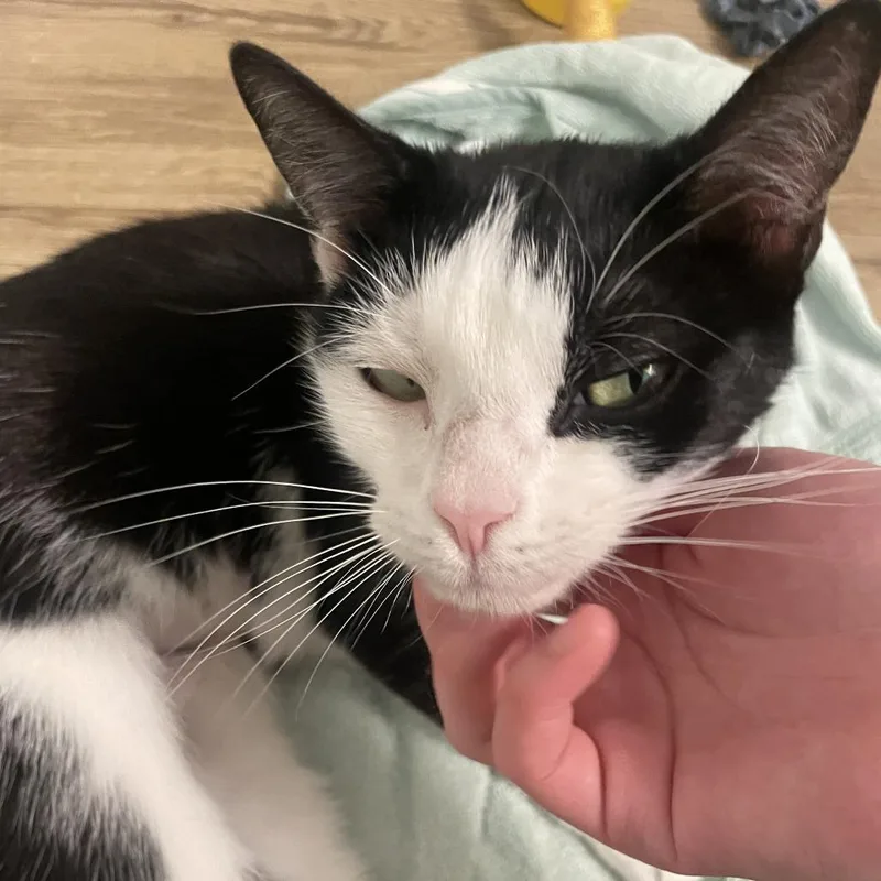 An adult medium-sized female Black Domestic Short Hair cat named Honey for adoption in Baltimore, MD