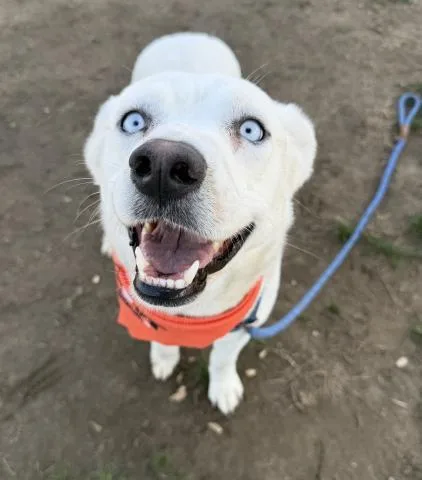 An adult large-sized female Husky dog named Arya for adoption in Bakersfield, CA