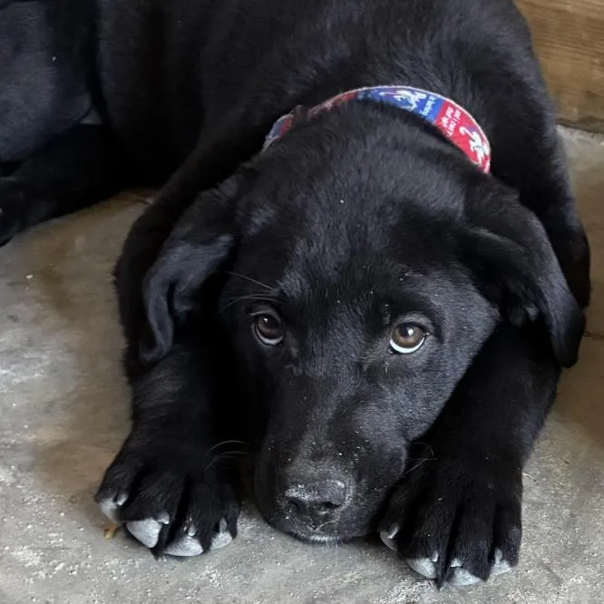 A baby medium-sized female Black Labrador Retriever dog named Rose for adoption in Briarcliff Manor, NY
