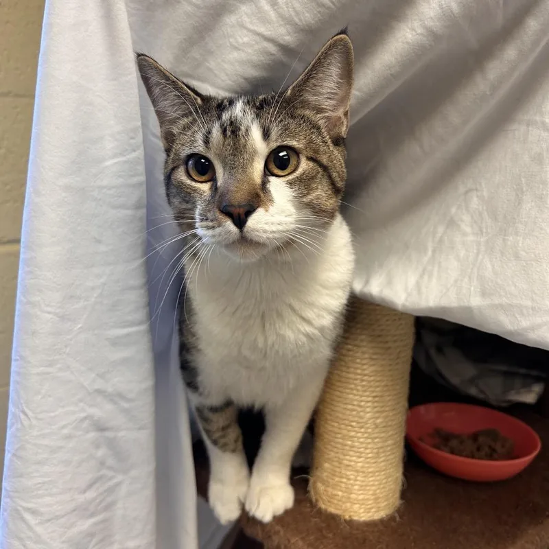 An adult medium-sized male Brown / Chocolate Domestic Short Hair cat named Starburst for adoption in Flagstaff, AZ