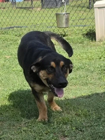 A young medium-sized male Shepherd dog named Alligator for adoption in Conway, SC
