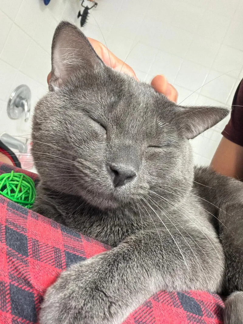 A young medium-sized male Gray / Blue / Silver Domestic Short Hair cat named Mr. Whiskers for adoption in Orlando, FL