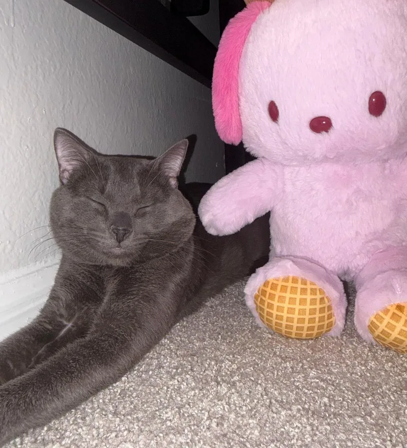 Mr. Whiskers thumbnail 2