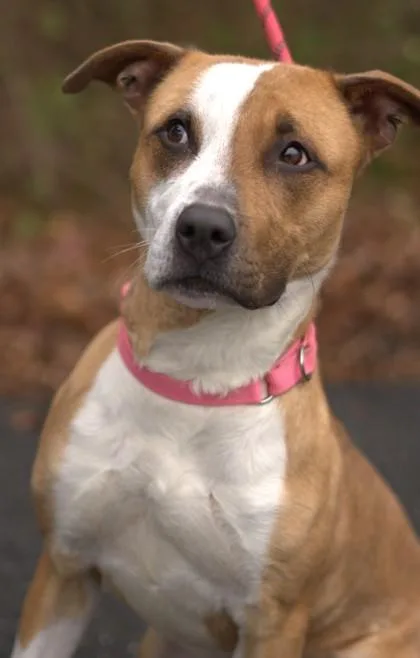 Coraline thumbnail 2