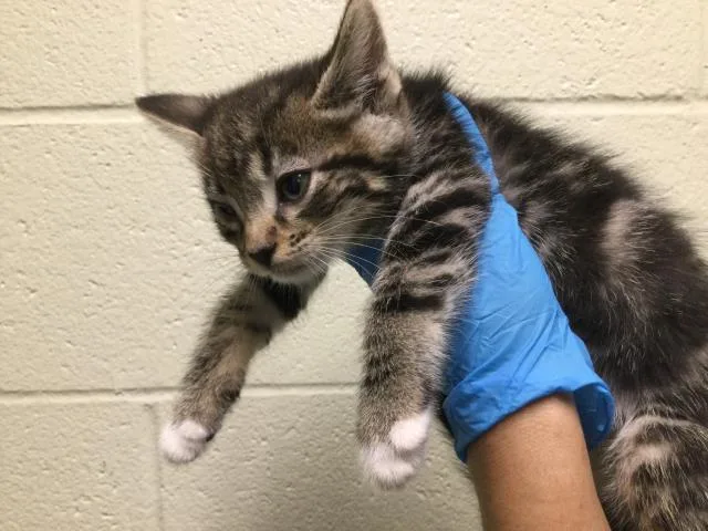 A baby small-sized male Domestic Short Hair cat named Sardine for adoption in Thousand Palms, CA