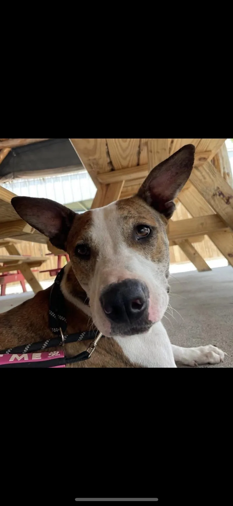 Marshall thumbnail 2