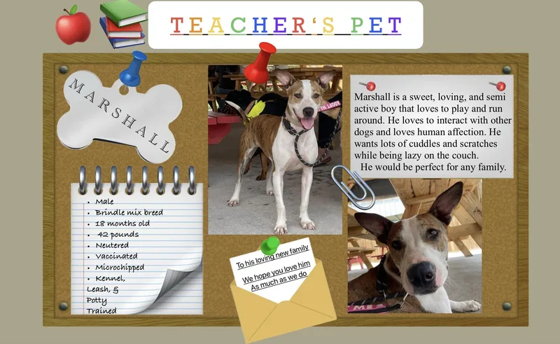 Marshall thumbnail 3