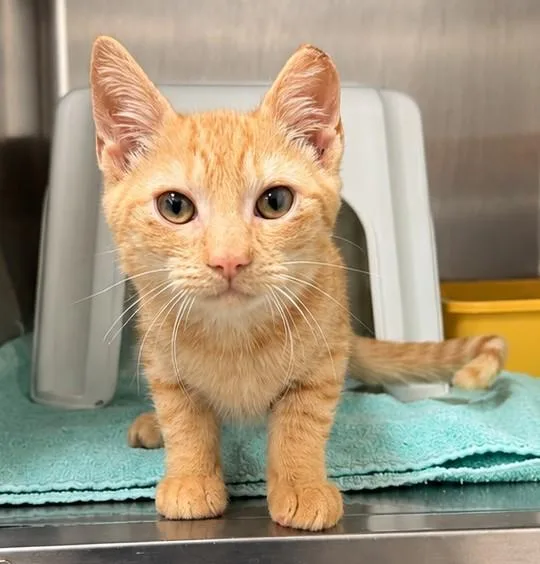A baby small-sized male Domestic Short Hair cat named Baby Tee for adoption in Statesville, NC