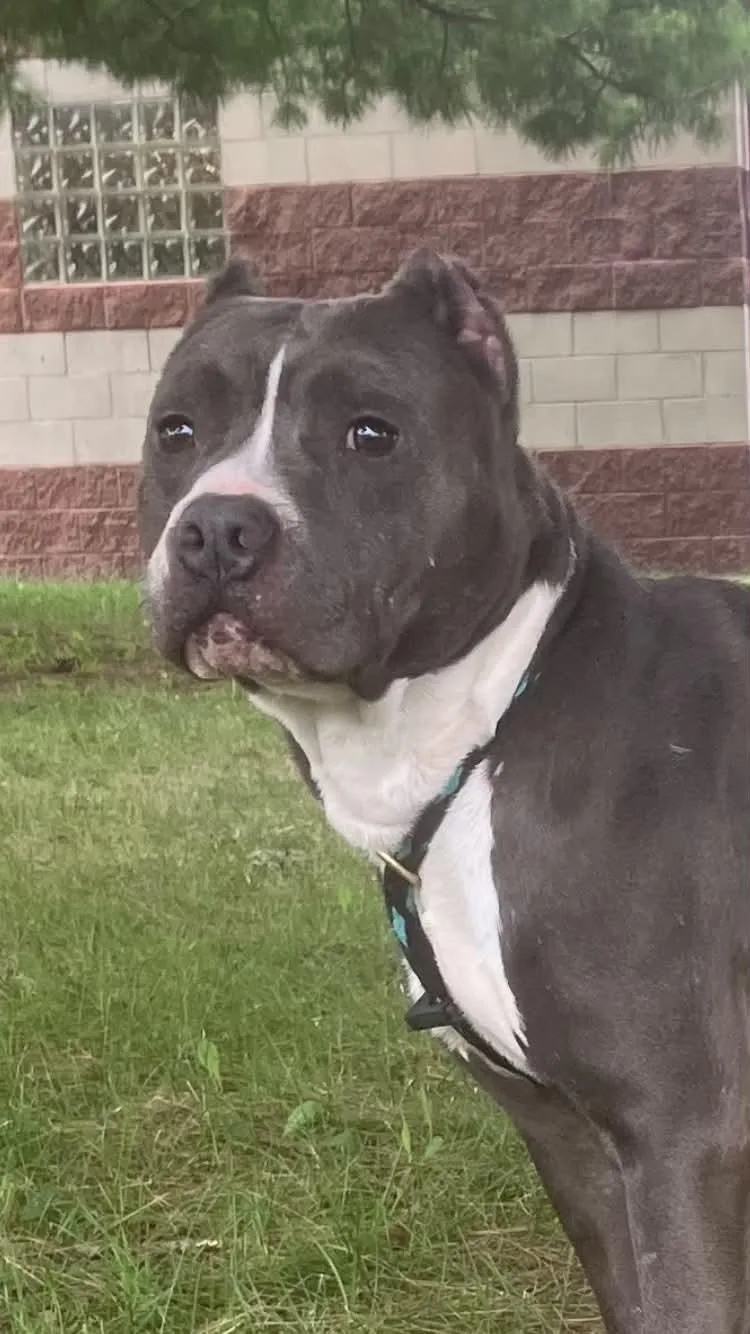 An adult medium-sized male Gray / Blue / Silver Pit Bull Terrier dog named Rocko for adoption in Springfield, IL