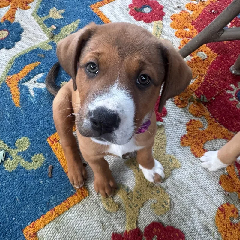 A baby medium-sized female Brown / Chocolate Pit Bull Terrier dog named Brioche D for adoption in Minnetonka, MN