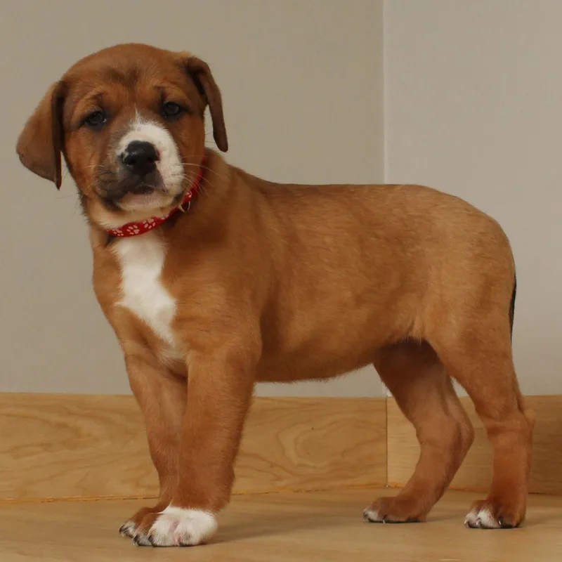 Brioche D thumbnail 5