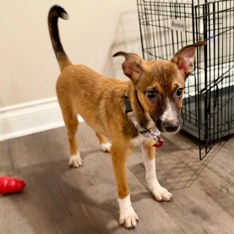A baby small-sized female Australian Shepherd dog named Mary for adoption in Delaware, OH