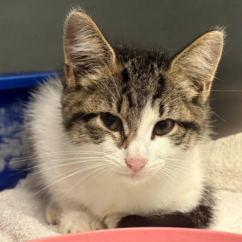 A baby small-sized female White Domestic Short Hair cat named Lindy for adoption in East Hanover, NJ