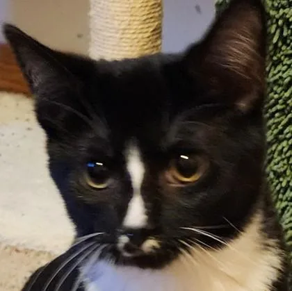 Whiskers thumbnail 2