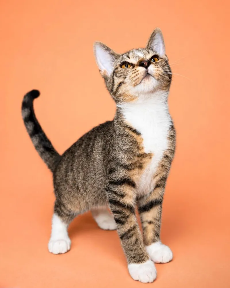 A baby small-sized male Domestic Long Hair cat named Rune for adoption in Tifton, GA