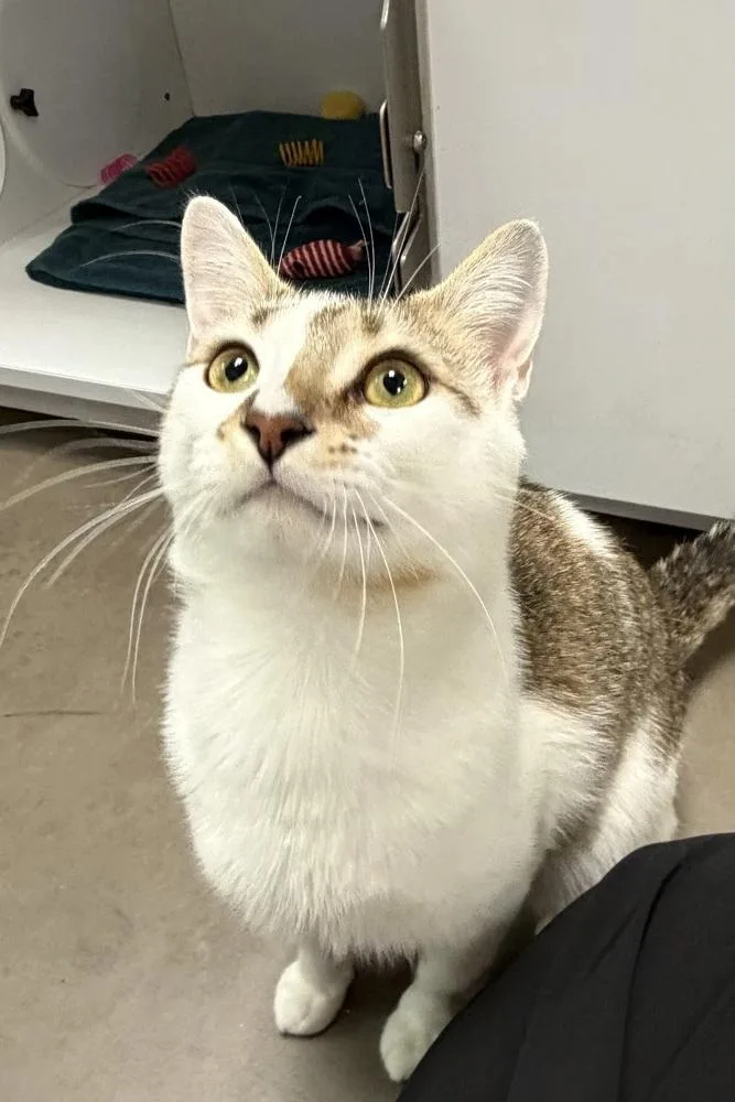 An adult large-sized male Black & White / Tuxedo Domestic Short Hair cat named Ron Swanson for adoption in Cary, NC