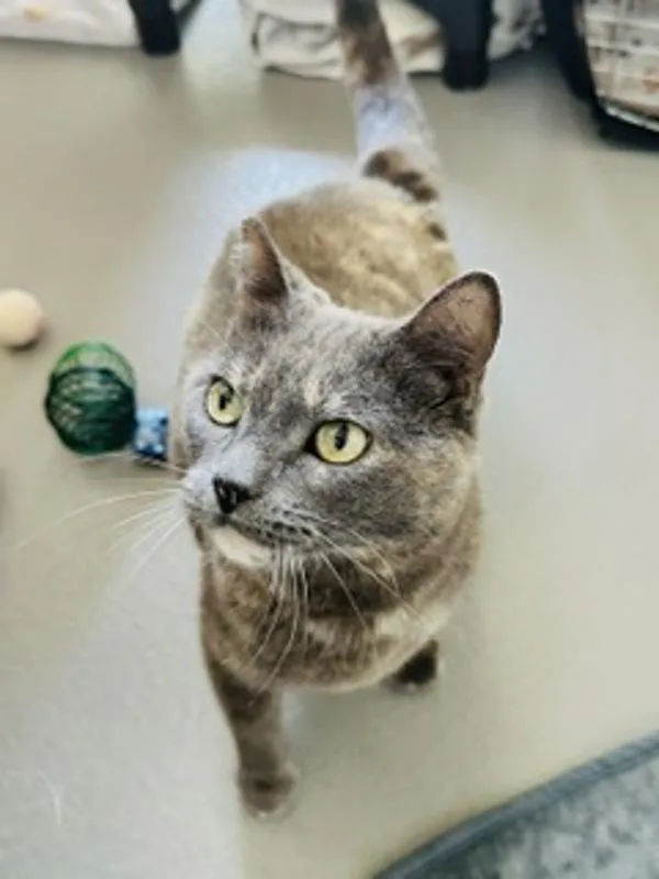 An adult medium-sized female Domestic Medium Hair cat named Claire for adoption in Healdsburg, CA