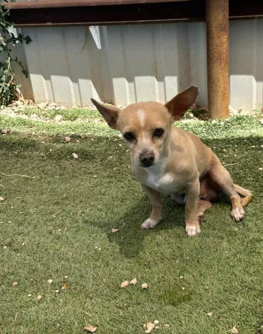 Tiny Tot In Tx thumbnail 2